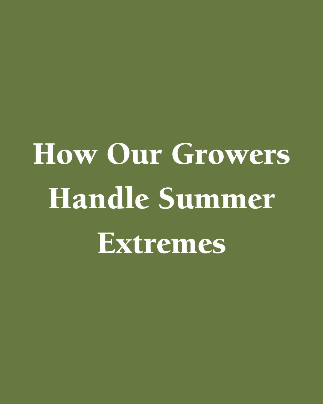 How Our Growers Handle Summer Extremes