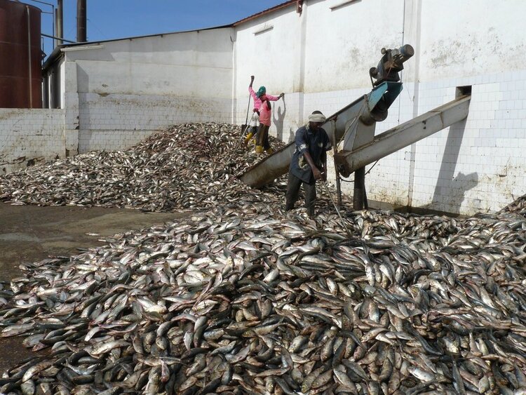 L'industrie florissante de la farine de poisson en Mauritanie et dans d'autres pays d'Afrique de l'Ouest entraîne une surpêche des stocks de sardinelles. / Photo : Francisco Mari/PPM