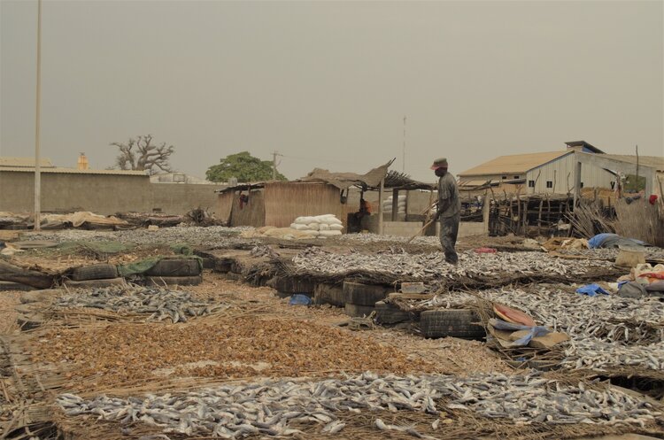 Les activités ont diminué sur le site de transformation de Mballing (Sénégal) en raison du manque de poisson. / Photo : Joelle Philippe/CAPE