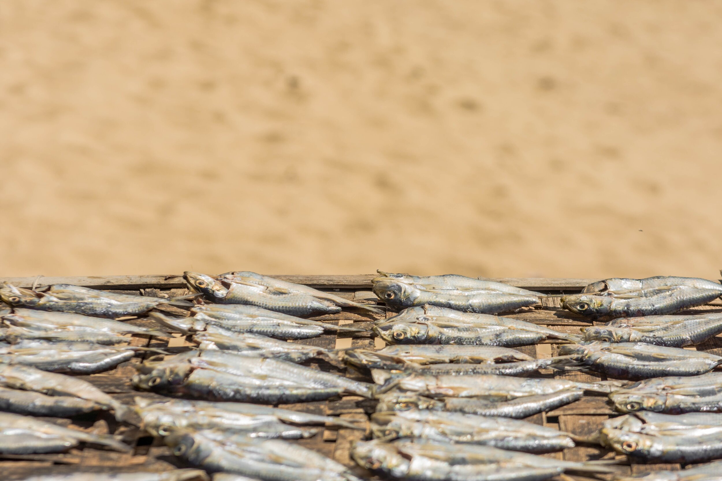   Politique alimentaire de l’UE   La législation alimentaire a un impact sur la pêche africaine.   En savoir plus  