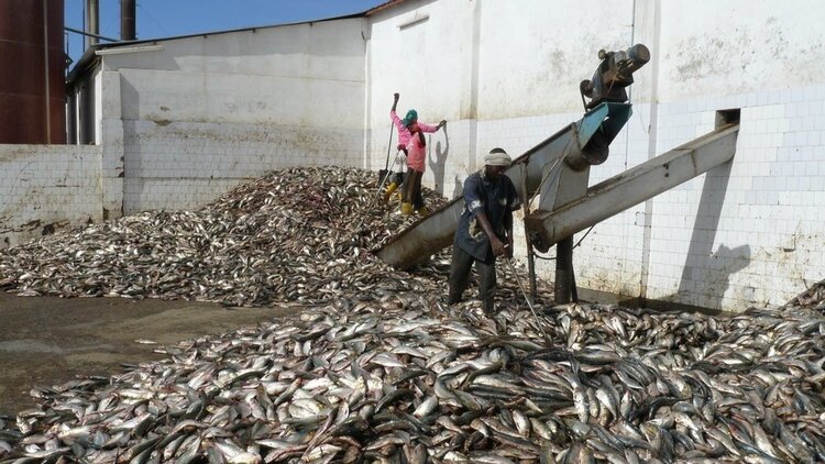 Avec un ratio de au moins 5 kg de poisson frais pour 1 kg de farine, le détournement des petits pélagiques de la consommation humaine vers l'aquaculture intensive compromet la sécurité alimentaire dans toute la région. Photo: Francisco Mari/Pain pou…