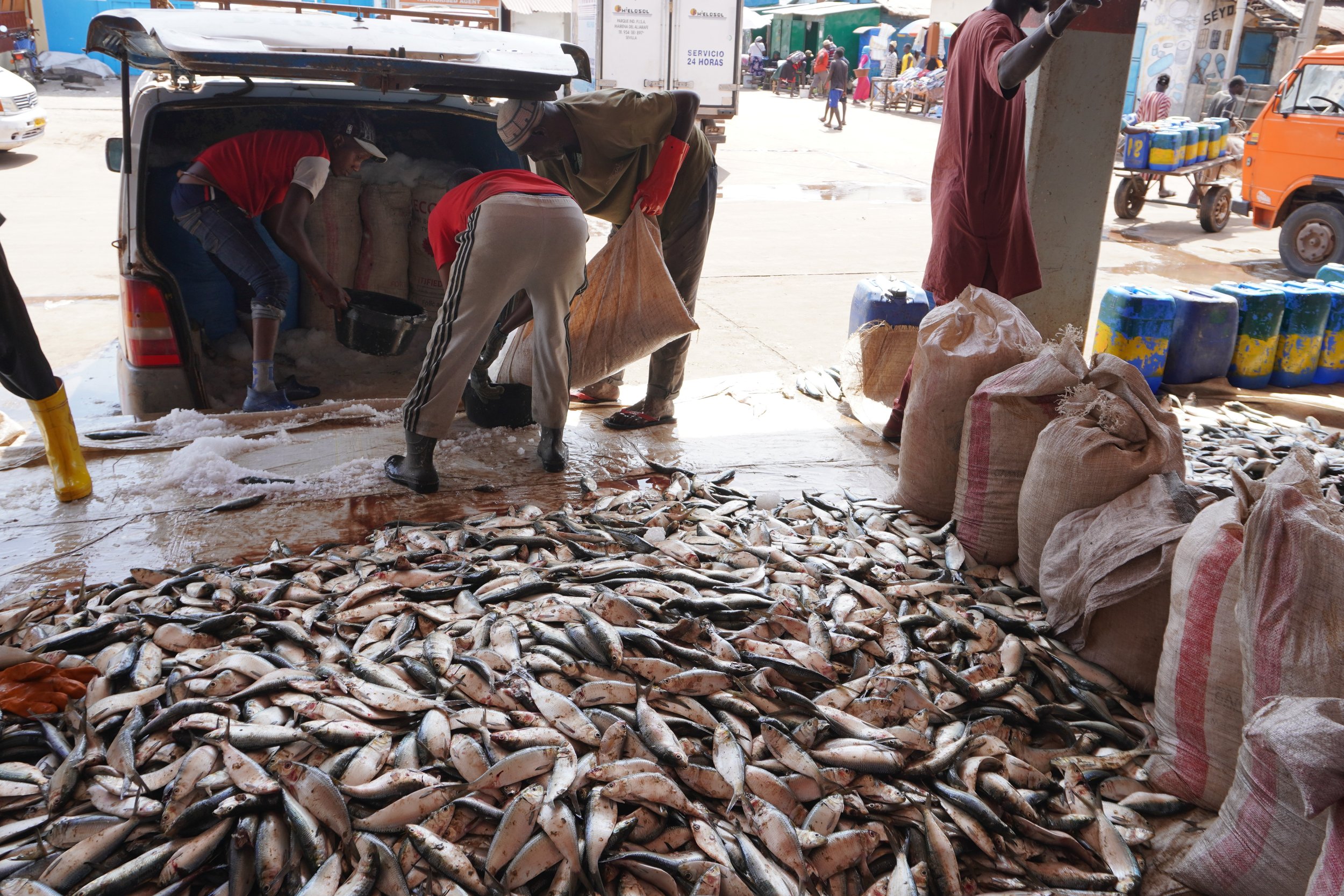  Des travailleurs chargent une camionnette de poisson frais dans des sacs de glace afin d'aller le livrer dans les marchés intérieurs du pays. Une amélioration des infrastructures de la chaine du froid, notamment des transports frigorifiques adaptés,