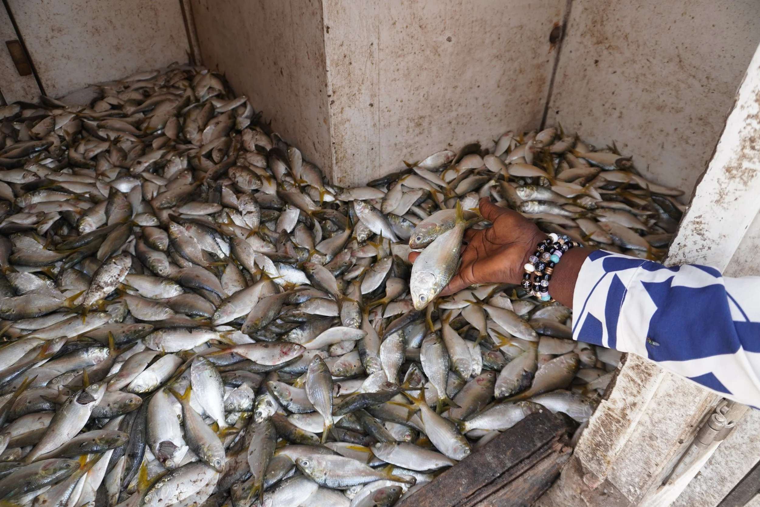  Si les chambres froides étaient connectées au réseau électrique, le poisson pourrait être conservé plus longtemps. 
