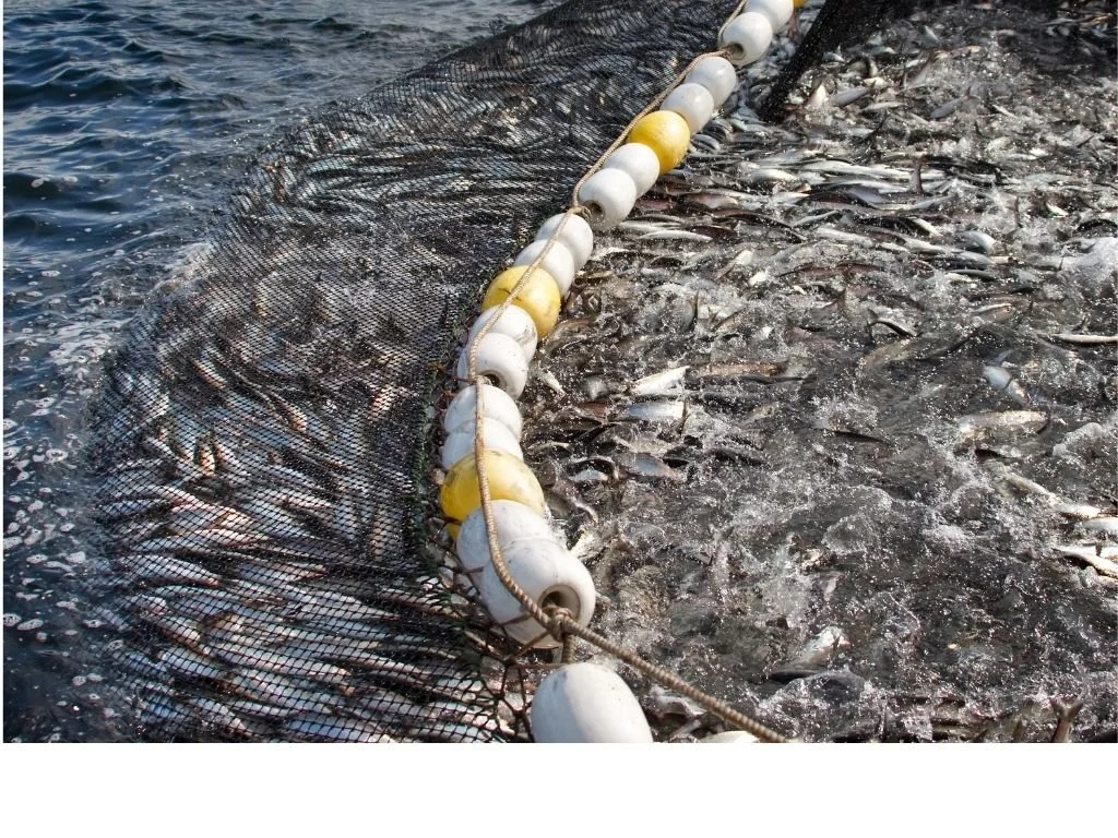 Que peut apprendre l’UE de l’approche de la Chine en matière de pêche lointaine ?