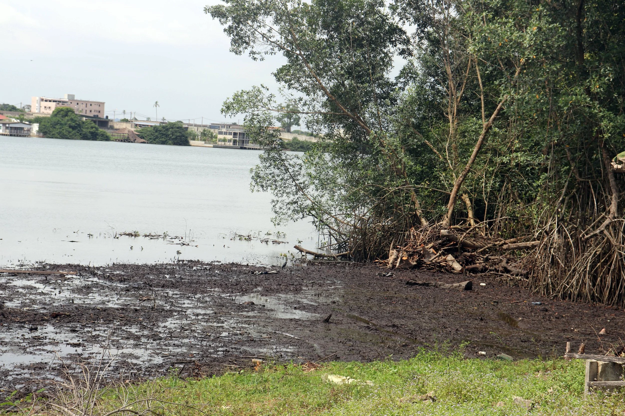  À Koumassi, la pollution issue des industries alentours, qui déversent leurs déchets dans la lagune accentue la dégradation des écosystèmes de mangroves, notamment en entravant l’écoulement naturel des eaux. 