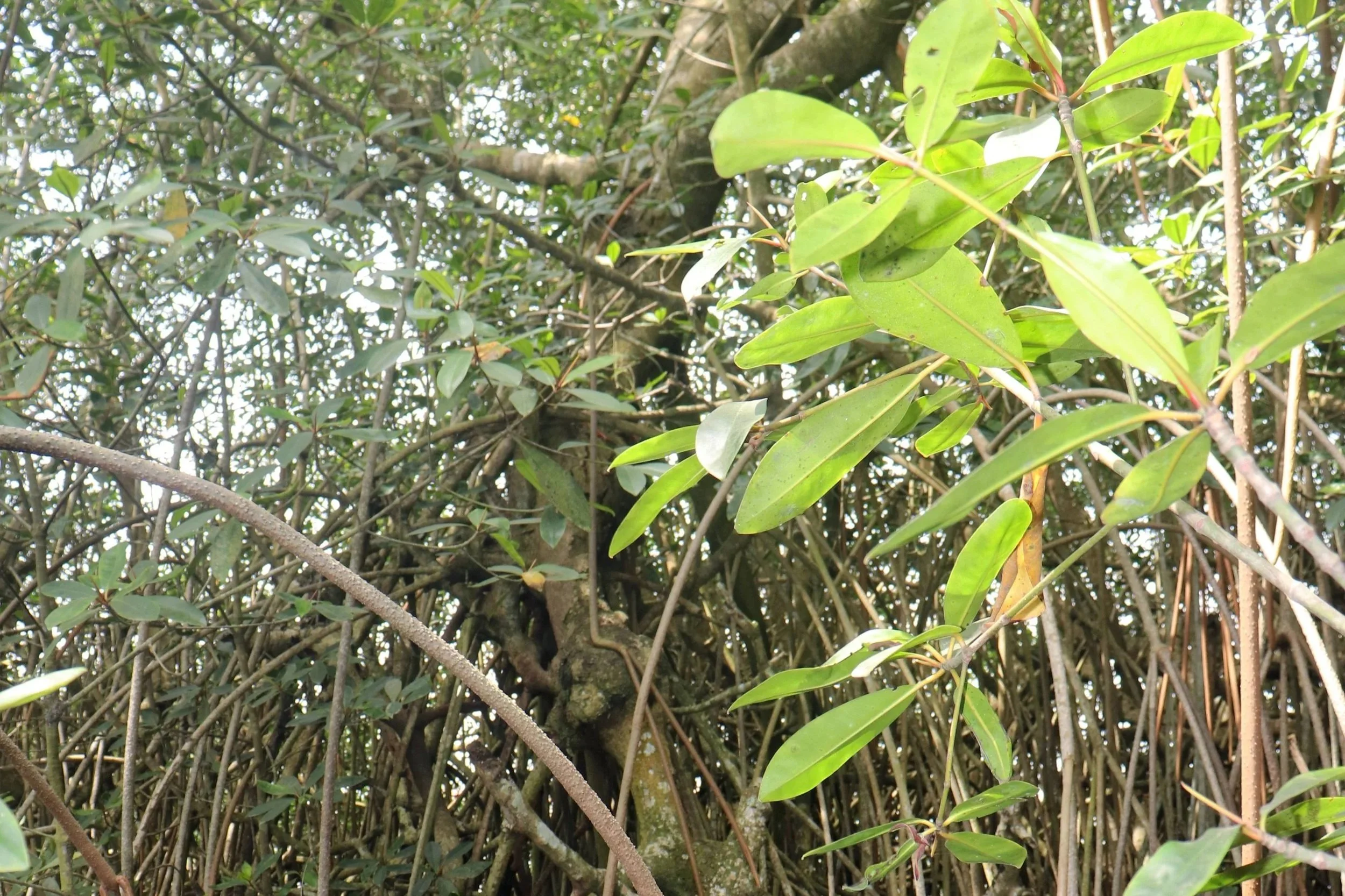 La mangrove en détresse en Côte d'Ivoire