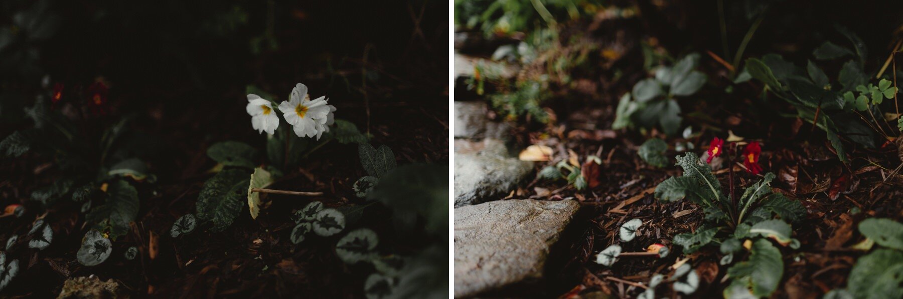 Millbrook Estate Elopement Wedding Photography Amy Will_0015.jpg