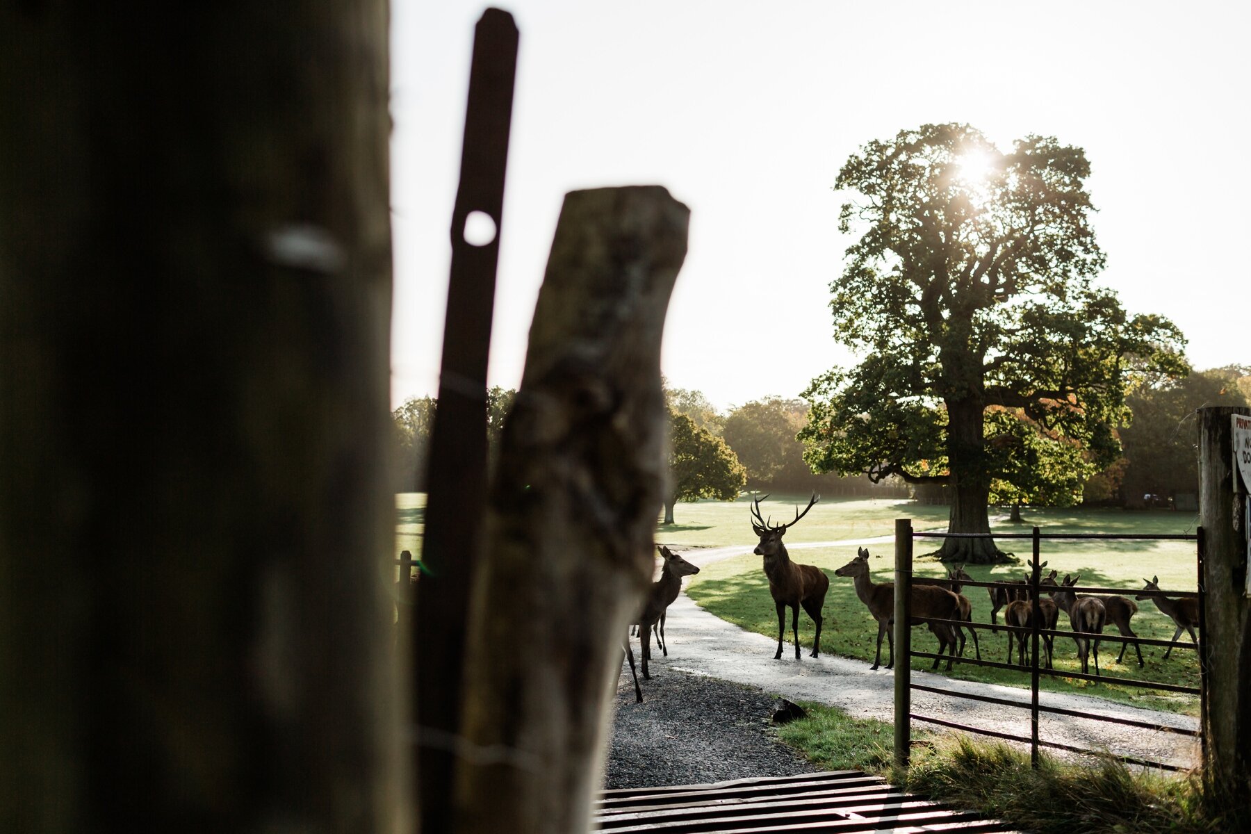 Deer at Burley Manor Wedding venue in the New Forest