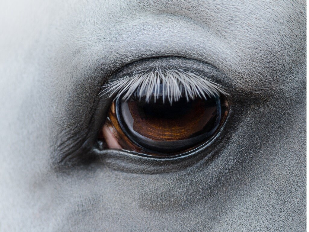 side-view-closeup-of-eye-of-light-gray-horse-picture-id912748286.jpg