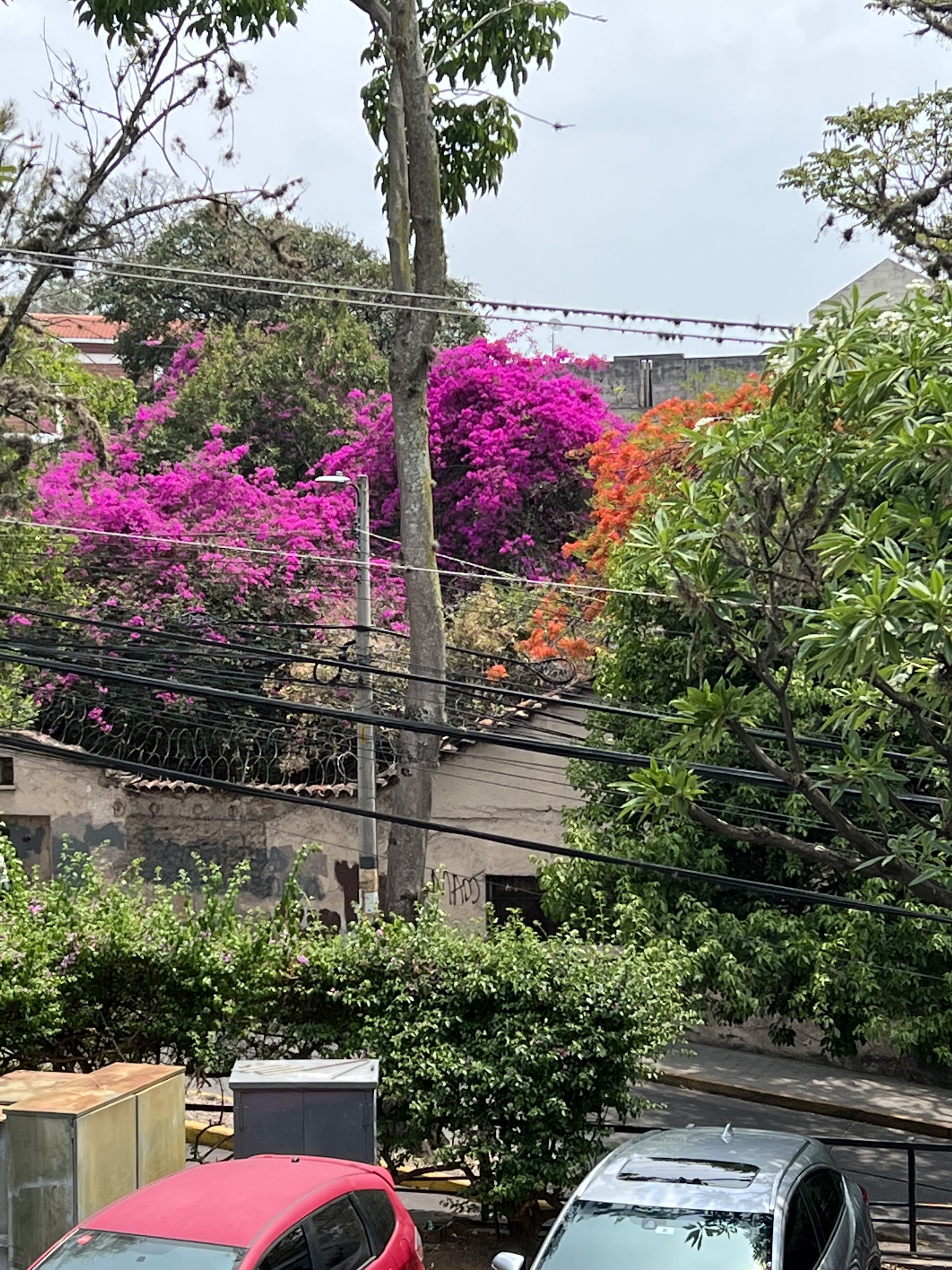 Colorful trees from Hotel May 2.jpg