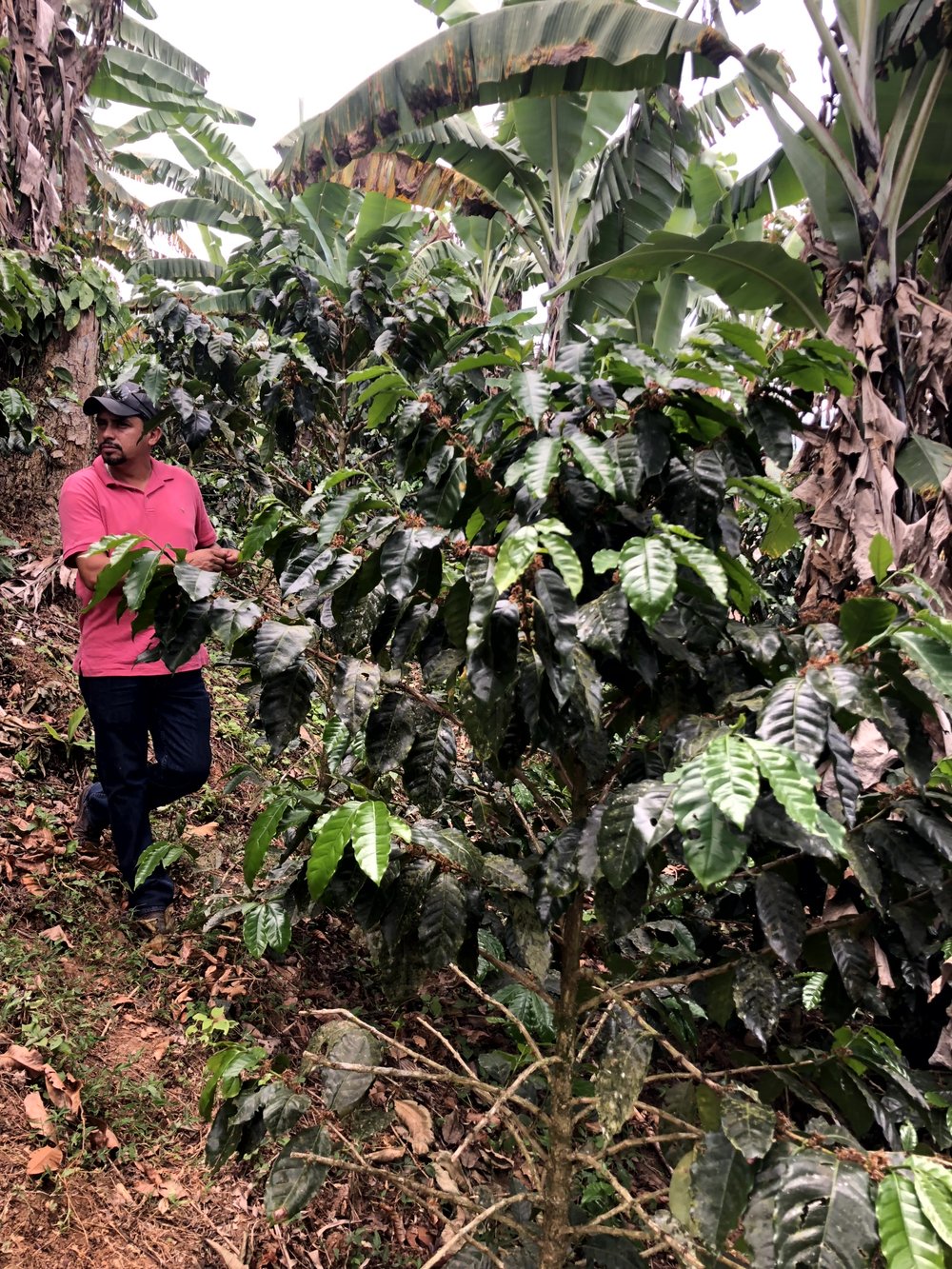 Tres Piedras - William behind coffee plant.jpg
