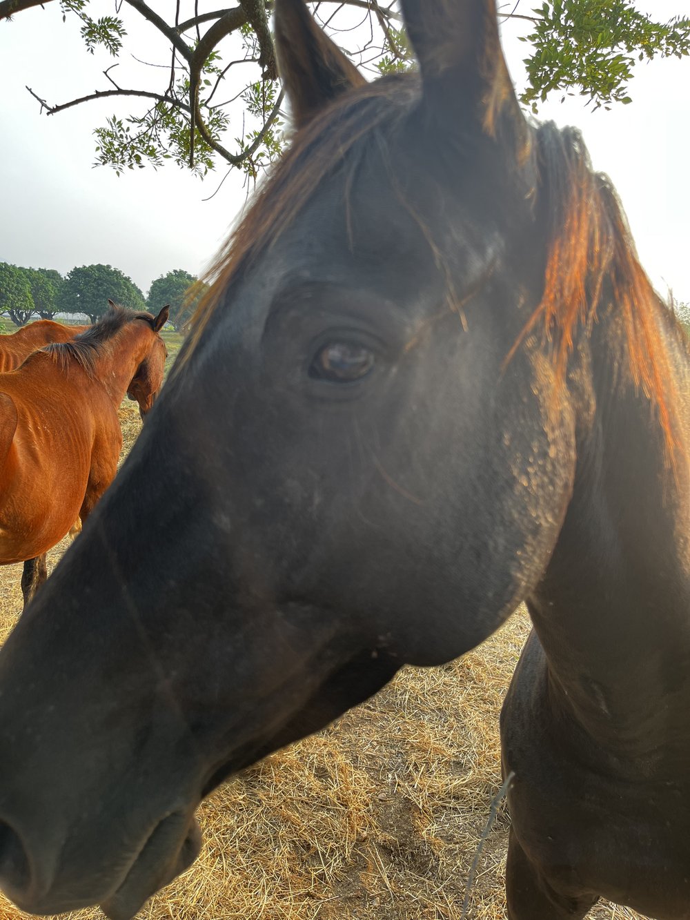 horse head profile Zamorano.jpg