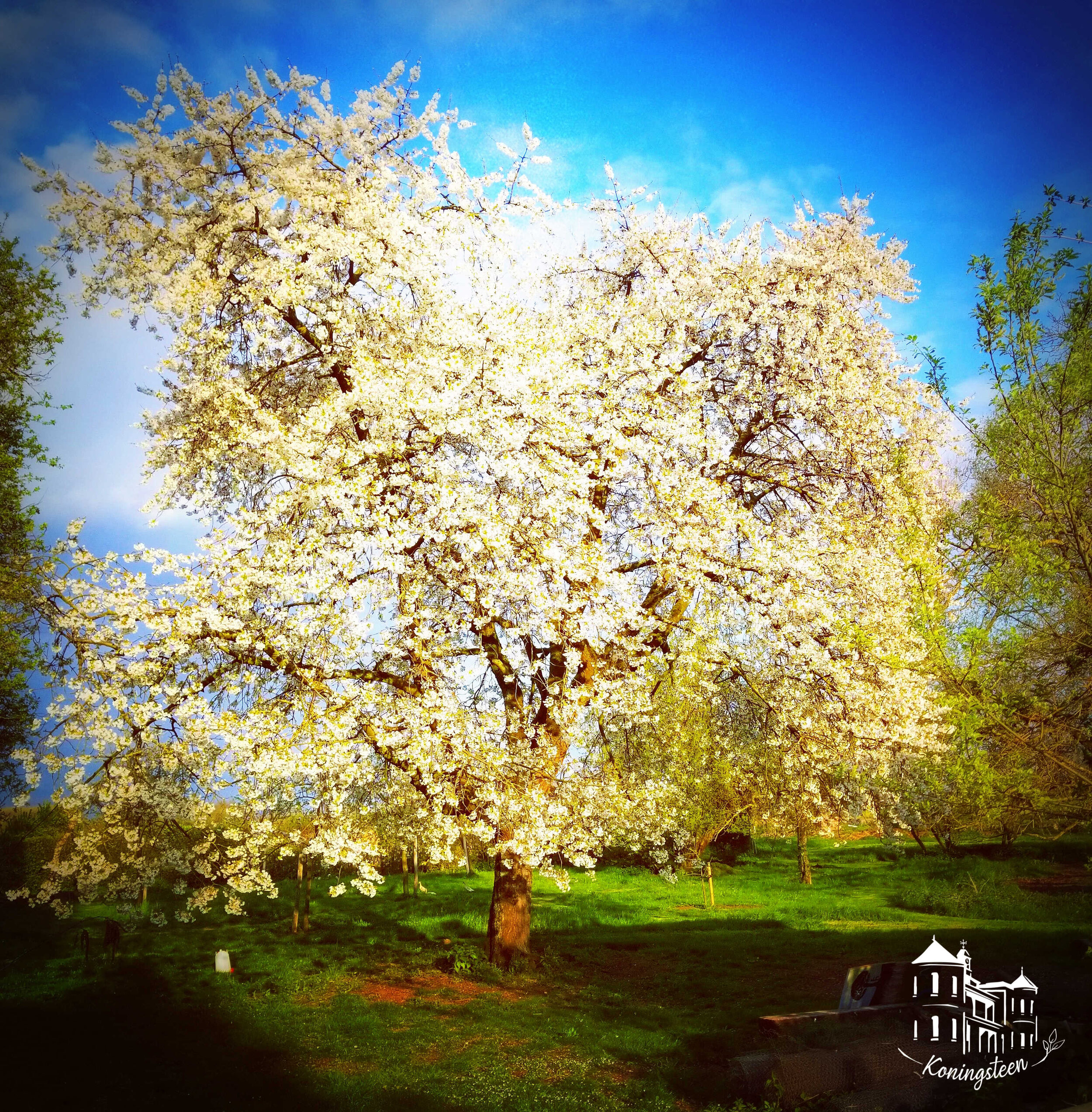 cherry-tree-blossom.jpg
