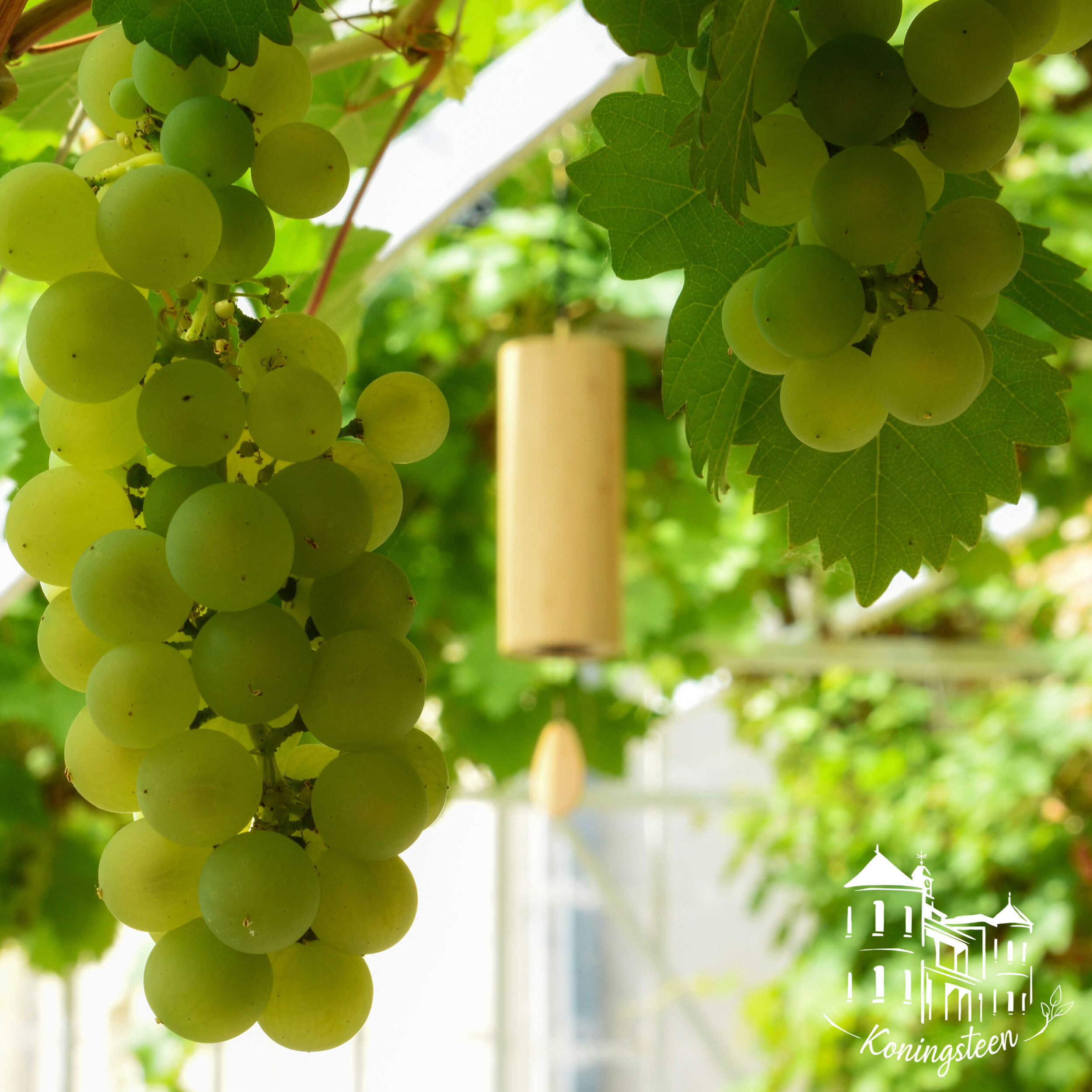 greenhouse grapes.jpg