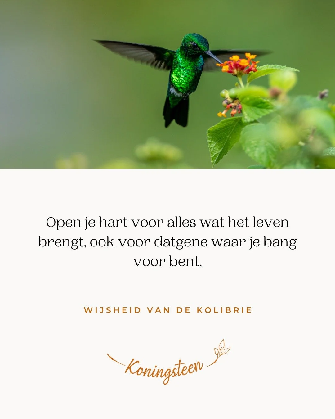 Het leven nodigt ons uit om niet alleen het mooie te omarmen, maar ook datgene waar we soms bang voor zijn. Juist door ons hart open te houden, kan er ruimte ontstaan voor vertrouwen, groei en echte vrijheid. 

#kolibrieretraite #openhart #innerlijke