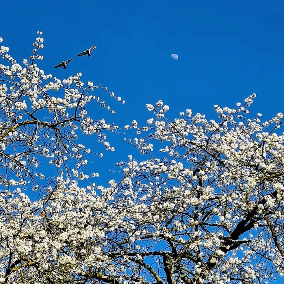 Onze kerselaar staat in volle bloei &ndash; een betoverende explosie van lentepracht, maar helaas zo kortstondig. Alsof hij ons fluistert: "Kijk goed, voel diep, want dit is het enige moment dat telt." 

De bloesems dansen even in de wind, 