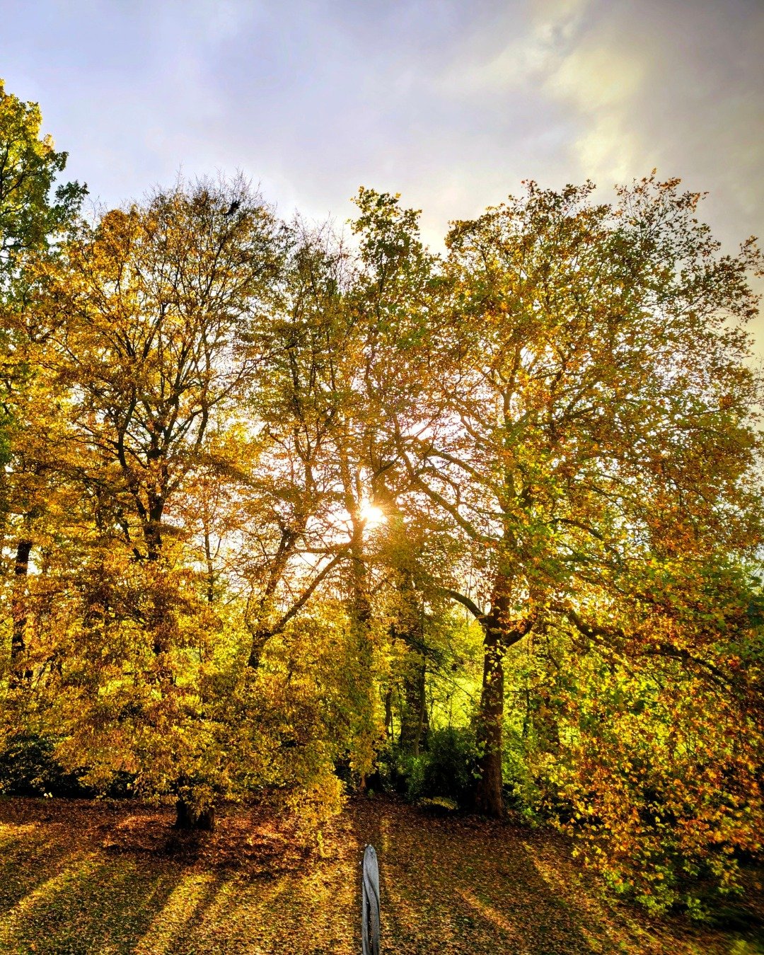 Autumn magic at Koningsteen.
Golden leaves, quiet paths, and that gentle feeling of coming home to yourself. This is the atmosphere that inspires our Kolibrie Retreats &mdash; a soft landing into presence and inner peace. 

#Koningsteen #KolibrieRetr
