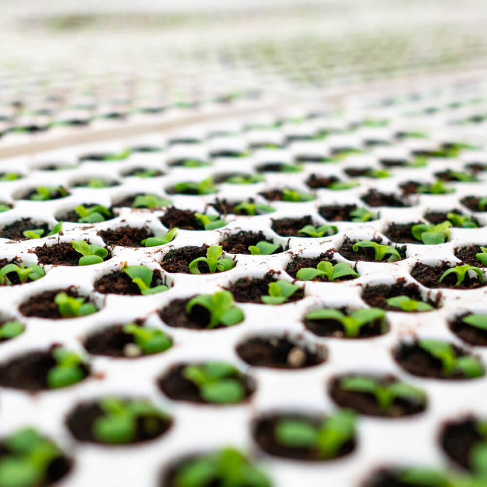  Photograph of baby lettuce plants grown with hydroponics technology in Buckeye Fresh’s indoor vertical farm in Medina, Ohio 