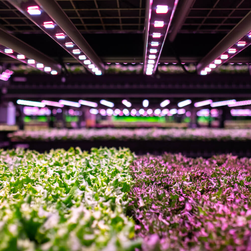  Photograph of the Medina Buckeye Fresh farm growing organics and other hydroponic lettuce 