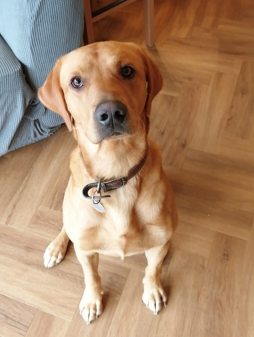 image of Fiona's Labrador, Mack