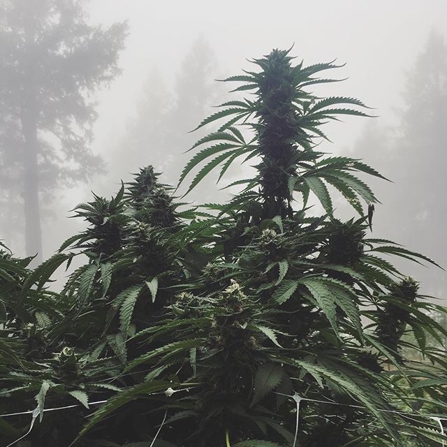 It&rsquo;s always lovely getting a little visit in to Mendo to see old friends. The ladies are looking lovely up at @slowmovesfarm. It&rsquo;s going to be a bountiful harvest. Miss you already @lilpeachboy. .
.
.
.
.
.
#sungrowncannabis #cannabis #wi