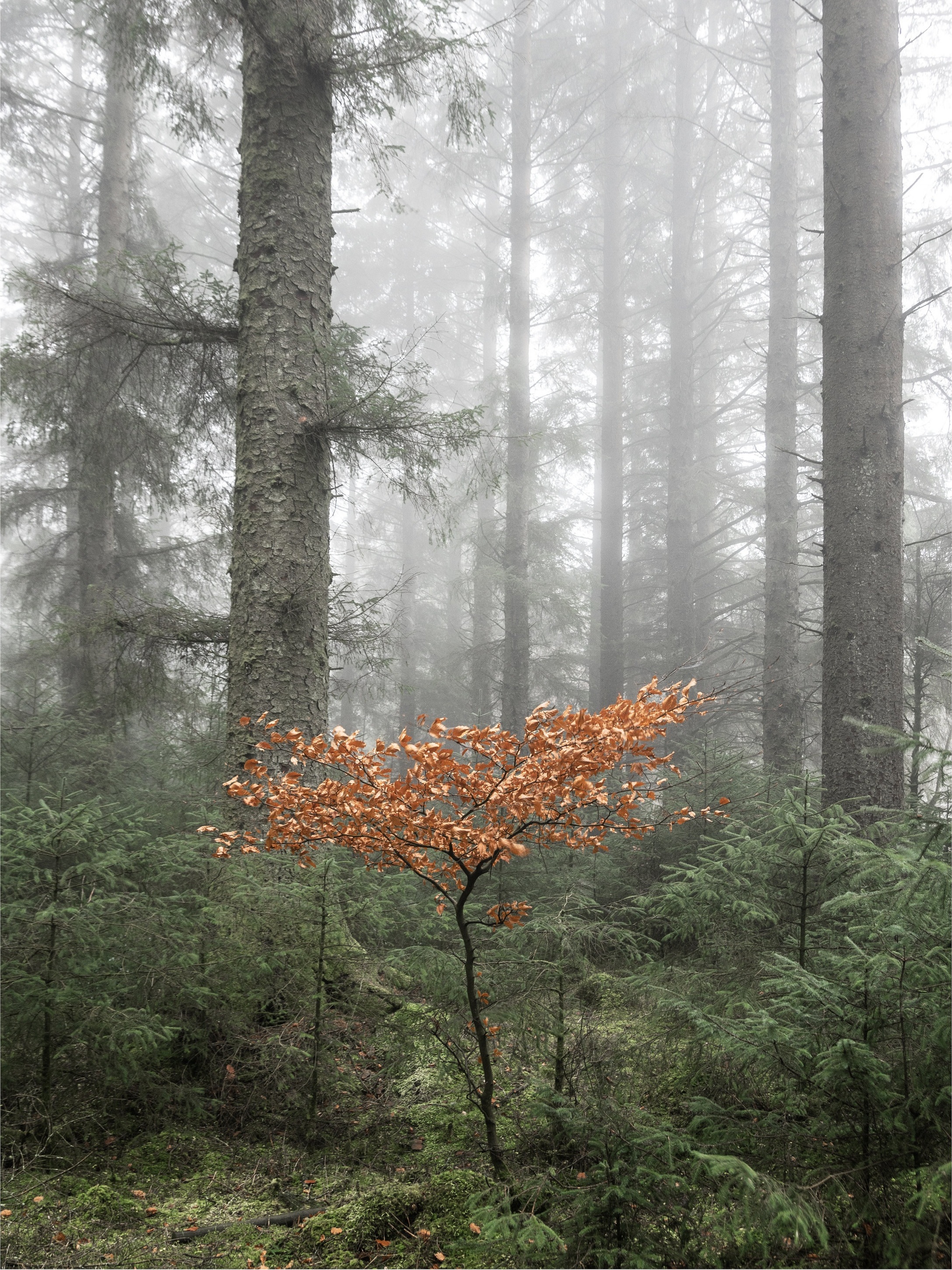 Copy of Autumn - Woodland