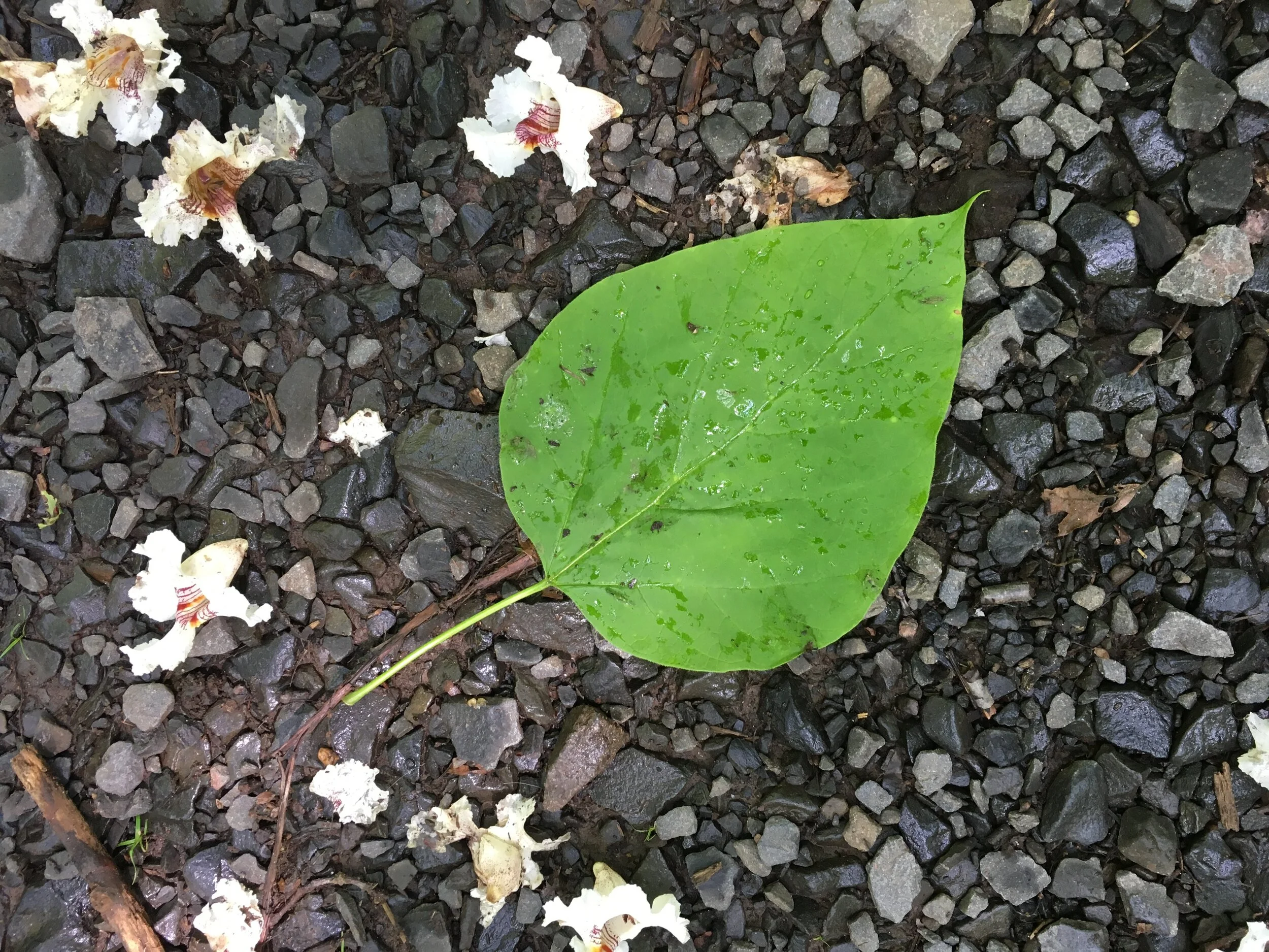 Kings Can Do No More