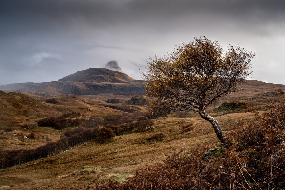Stac Pollaidh and Birch Tree