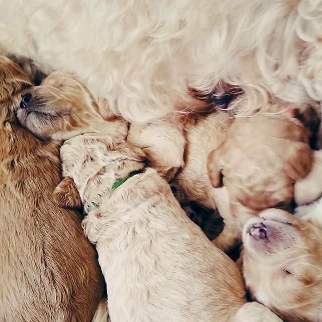 A break in regularly scheduled posting for PUPPIES🖤 We are so excited one of these babies is coming to join our family! You have been WARNED! ✌🏻🖤
.
.
.
#puppiesofinstagram #puppy #home #internationaldoodledogday #family #woof #love #dogsofinstagra
