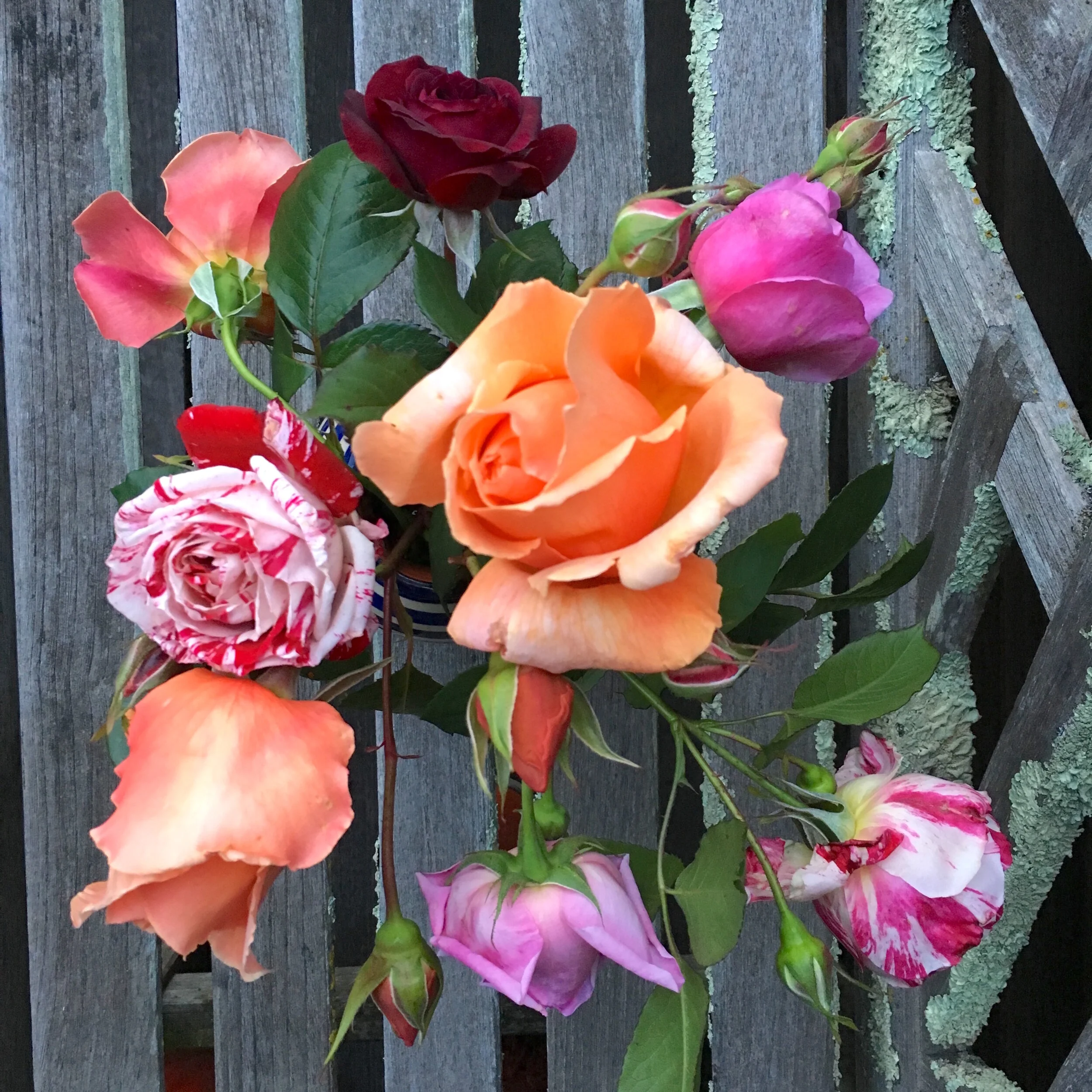 April Roses IMG_4720.jpg