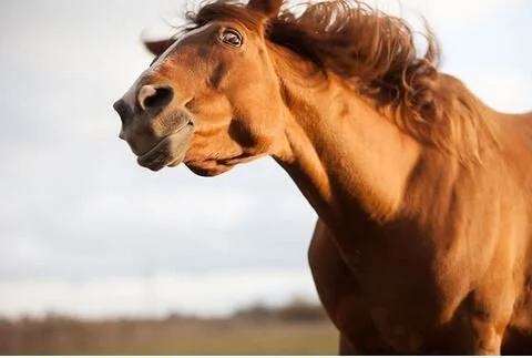 A Left Side Preference In Horses Might Indicate Stress