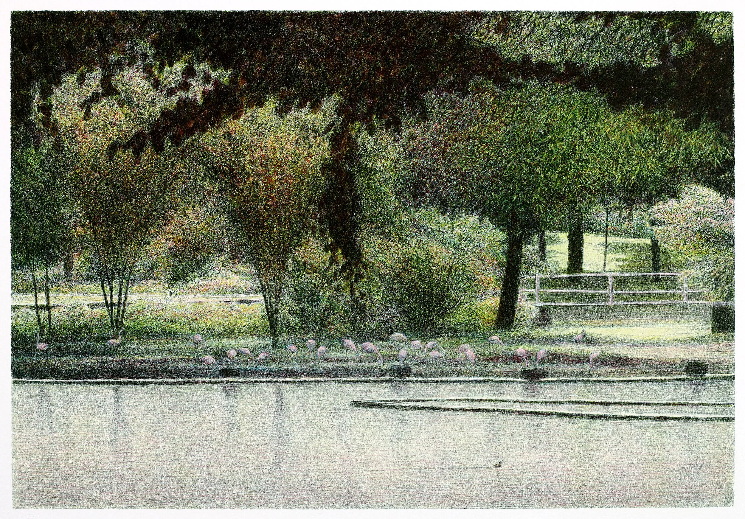 Flamingo Pond