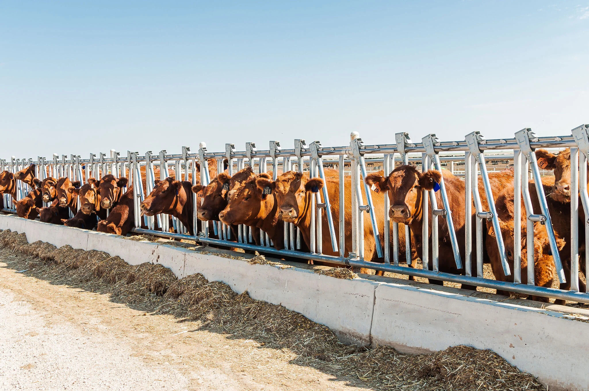 About Kabil Cattle Company