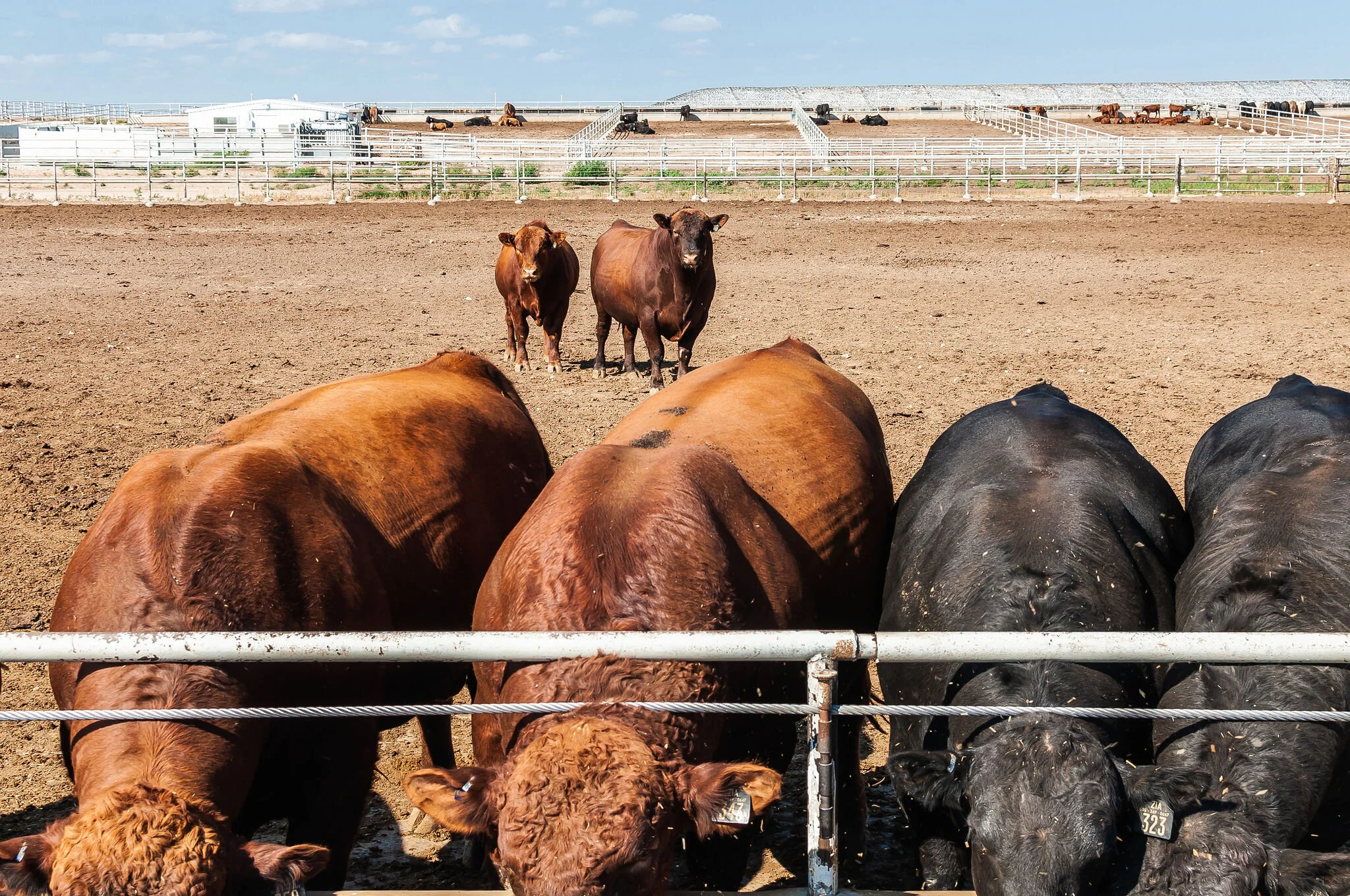 About Kabil Cattle Company