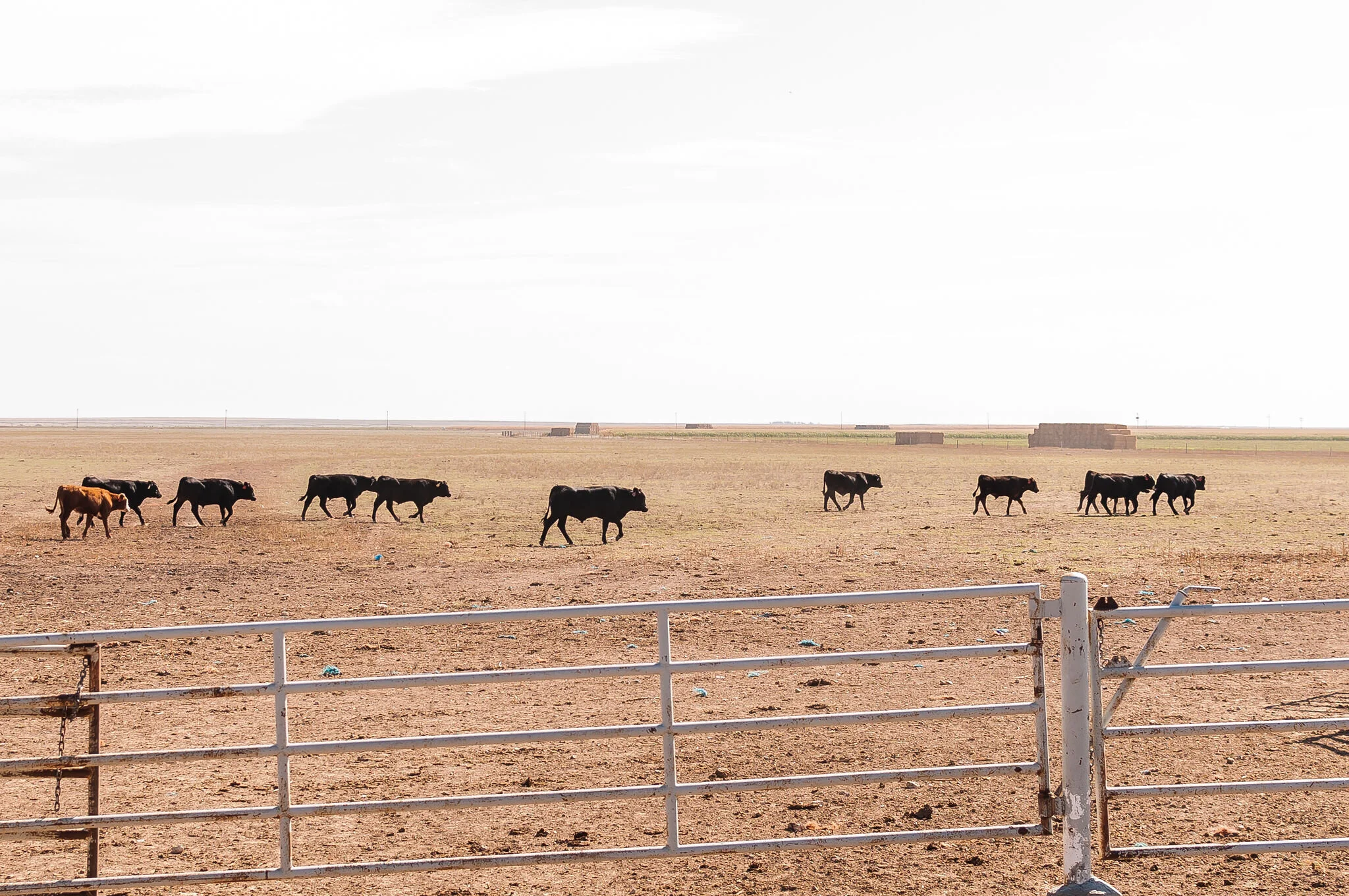 About Kabil Cattle Company