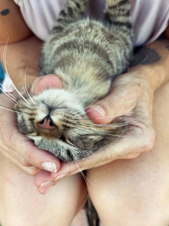 absolutely nothing to see here. 
unless you wanna see more? 
our most favorite place to be and to ground into now when we are at home is in the backyard with our backyard buddies. aka a tribe of healers who showed up as needy sickly 5 week olds in j