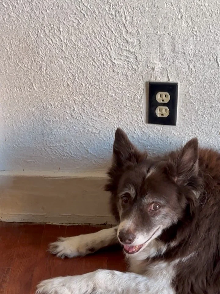 lately… 
🍀getting ready for Ireland 
📣 trying not to scat flat or be david lee 
🌀 a truth 
💔 another truth 
☀️ morning meditations with babies 
❤️‍🩹 we had to bury our cat jazzy who had crystal emerald eyes and was our first “re