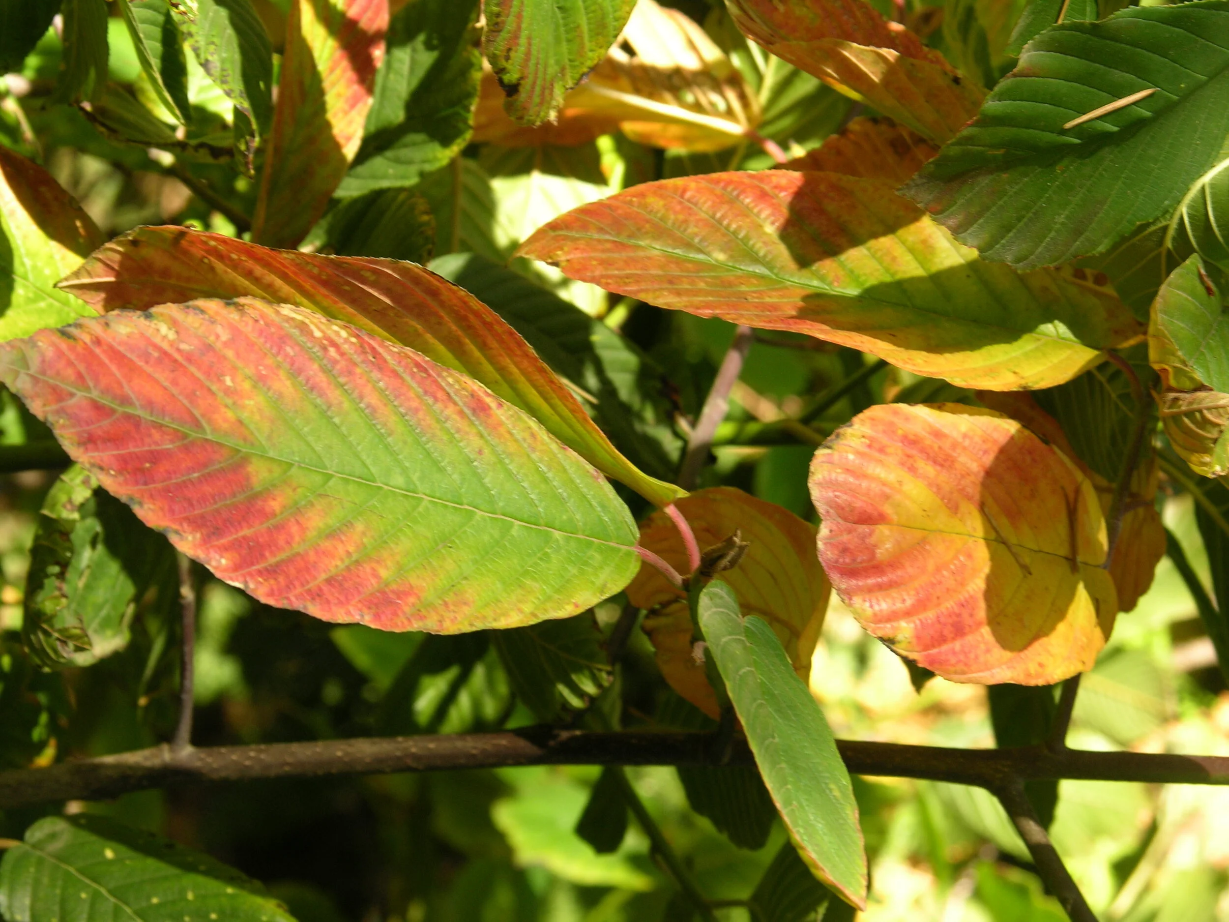 Cascara  Underwood Conservation District