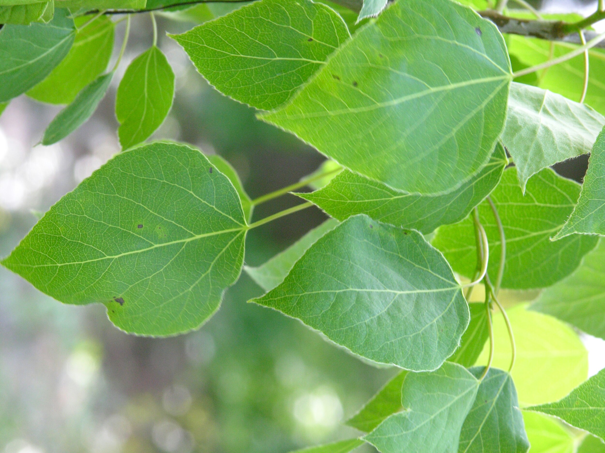 Populus_tremuloides_jko0927101.jpg