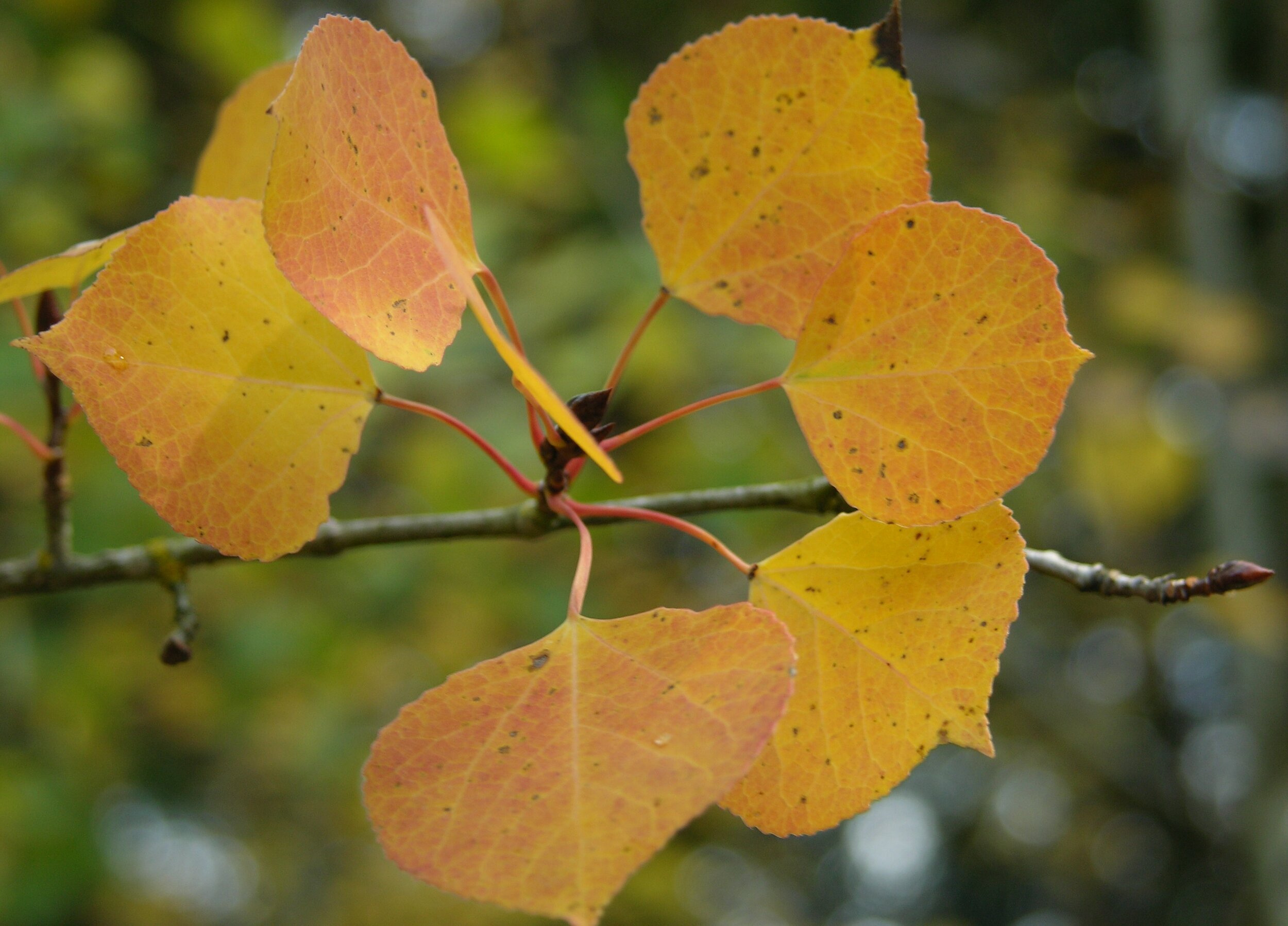 Populus_tremuloides_jko070308804106.jpg