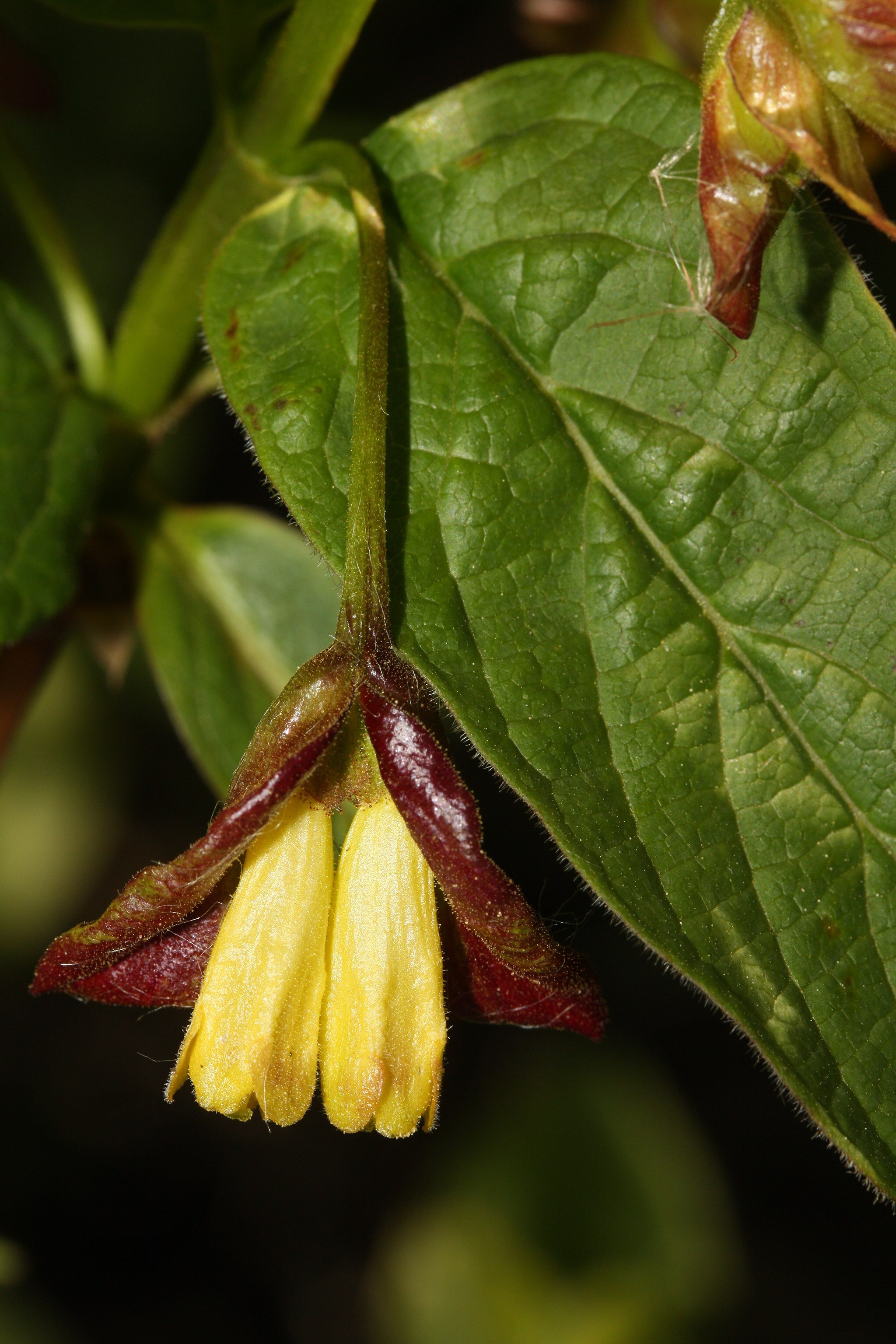 Lonicera_involucrata_6504.JPG
