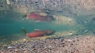 Little Wind River Habitat Restoration Project Video