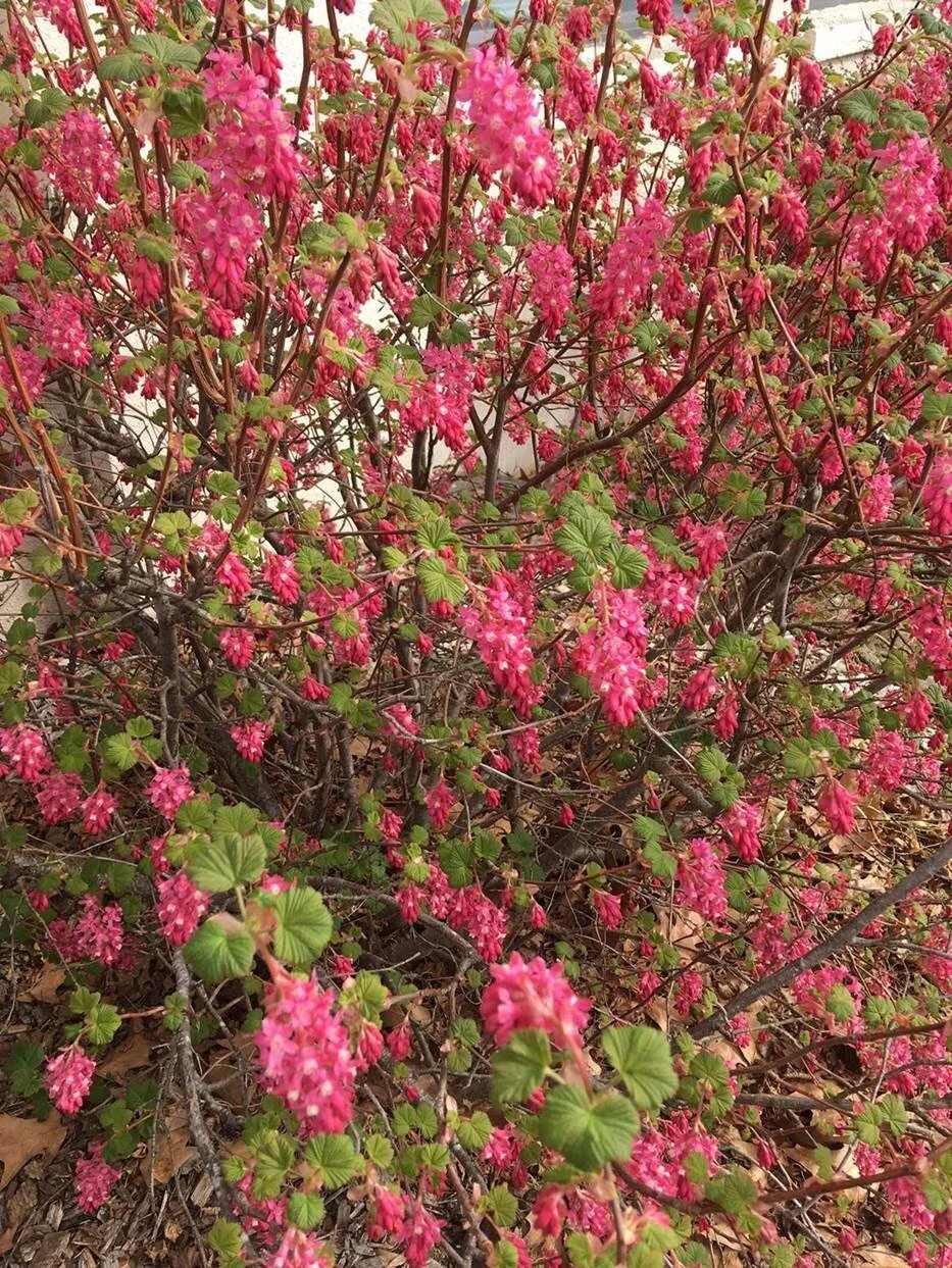 Planting for Pollinators