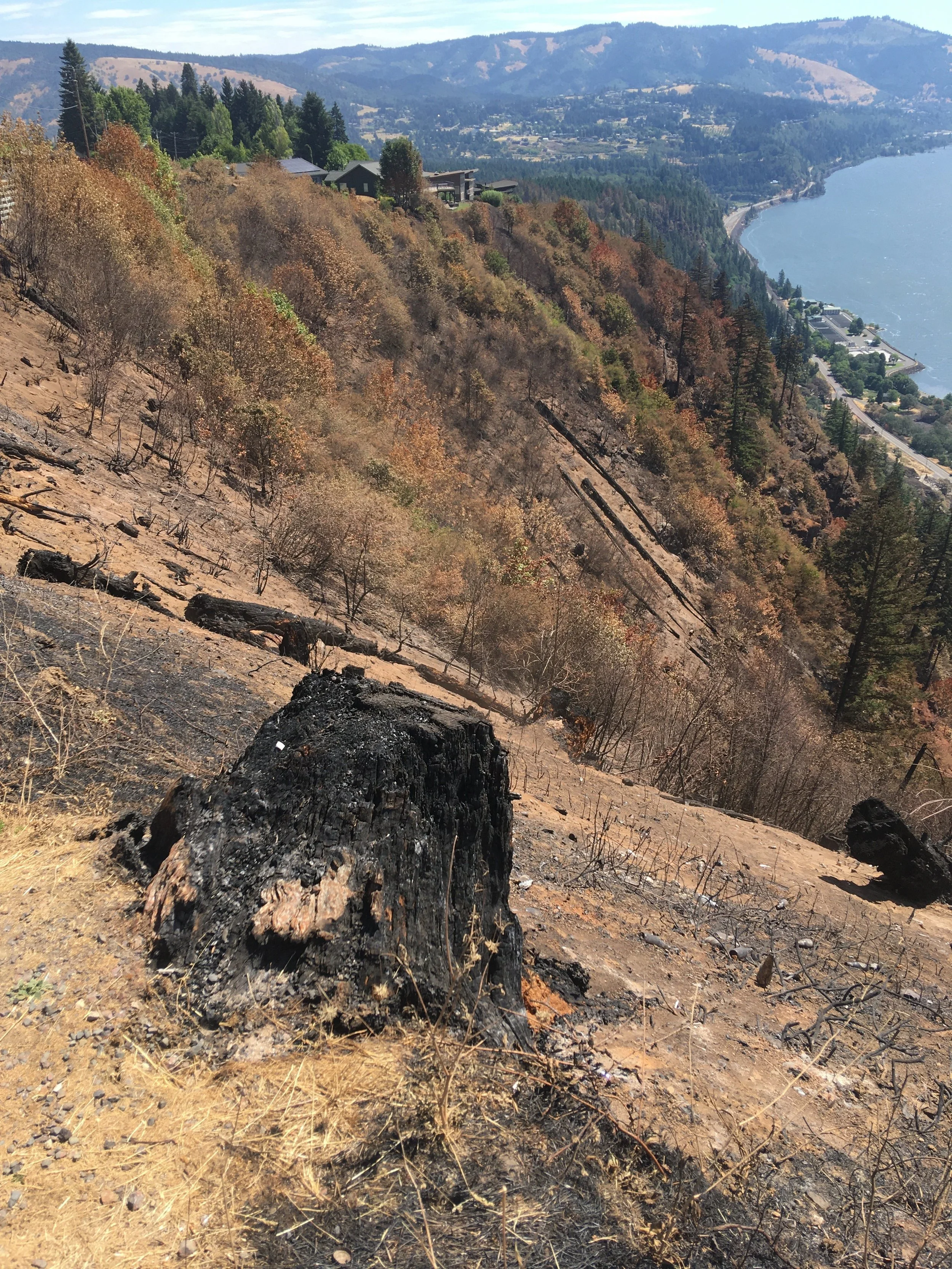 Tunnel 5 post-fire resources and general wildfire links