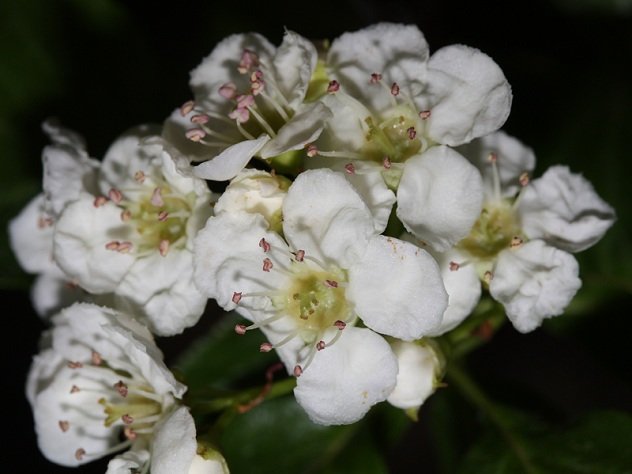 Black Hawthorne_WalterSiegmund_nwplants.com.jpg