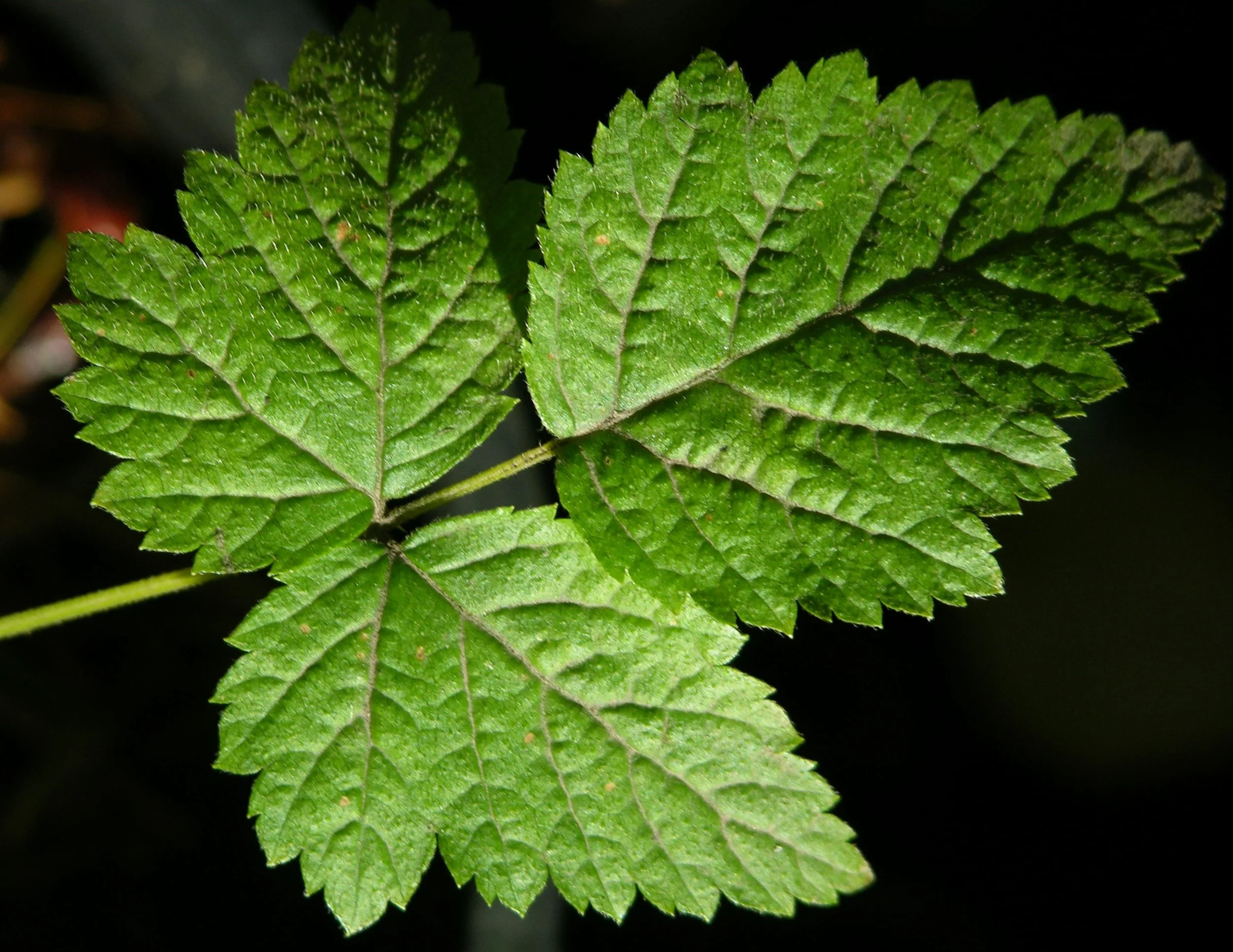 Rubus_leucodermis_jko1116064.jpg