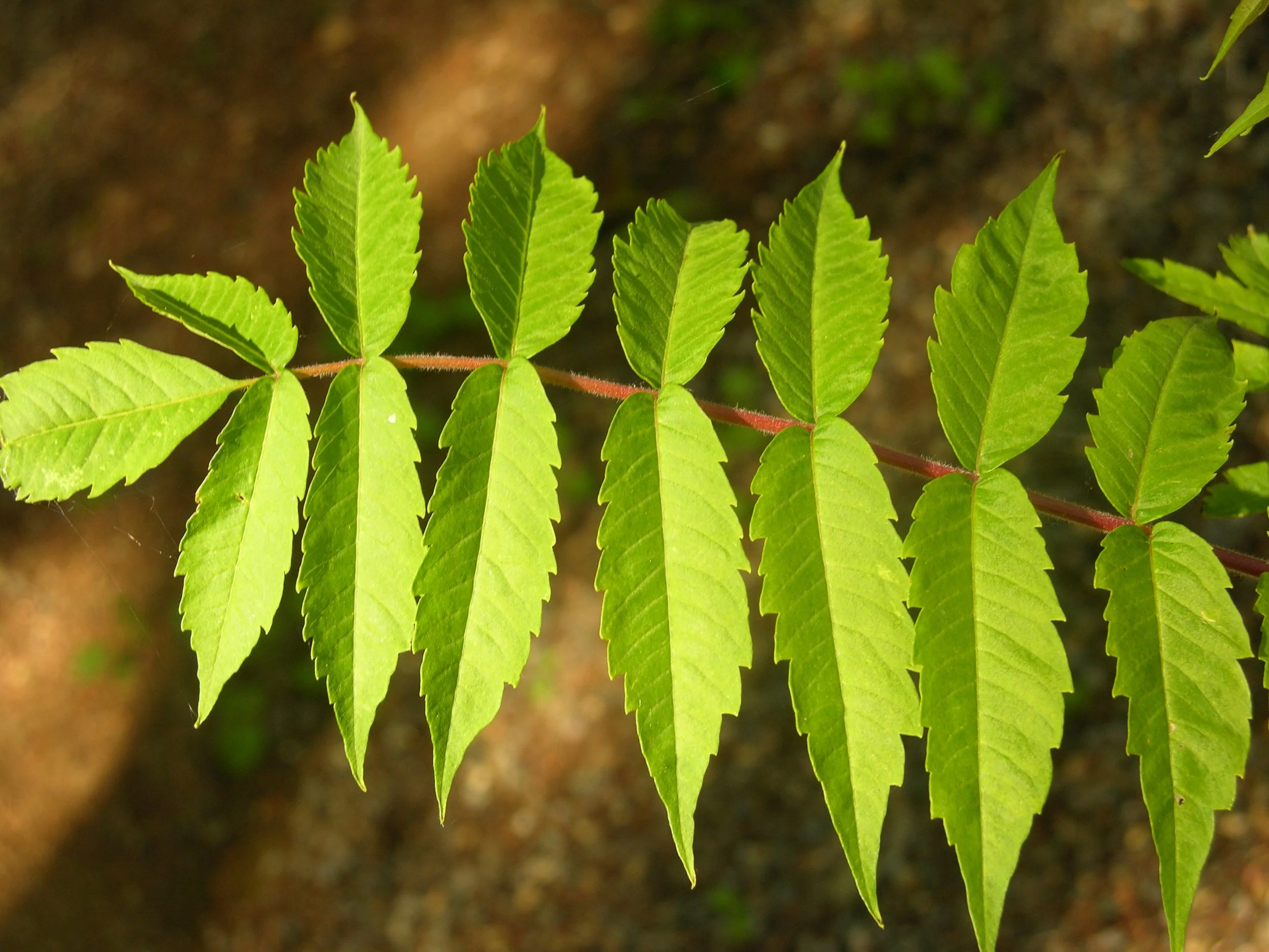Rhus_glabra_jko092810051507.jpg