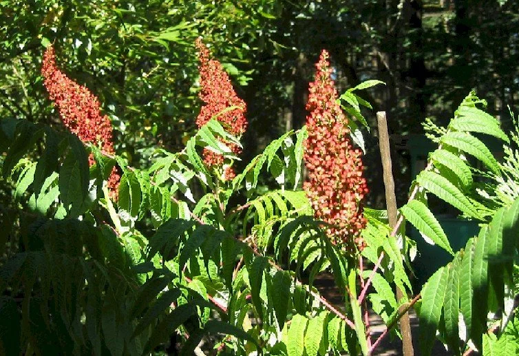 Rhus_glabra_wally092810.jpg
