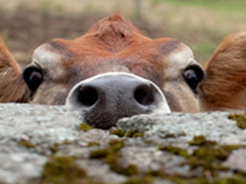 AppletonFarm-PeekingCow350.jpg
