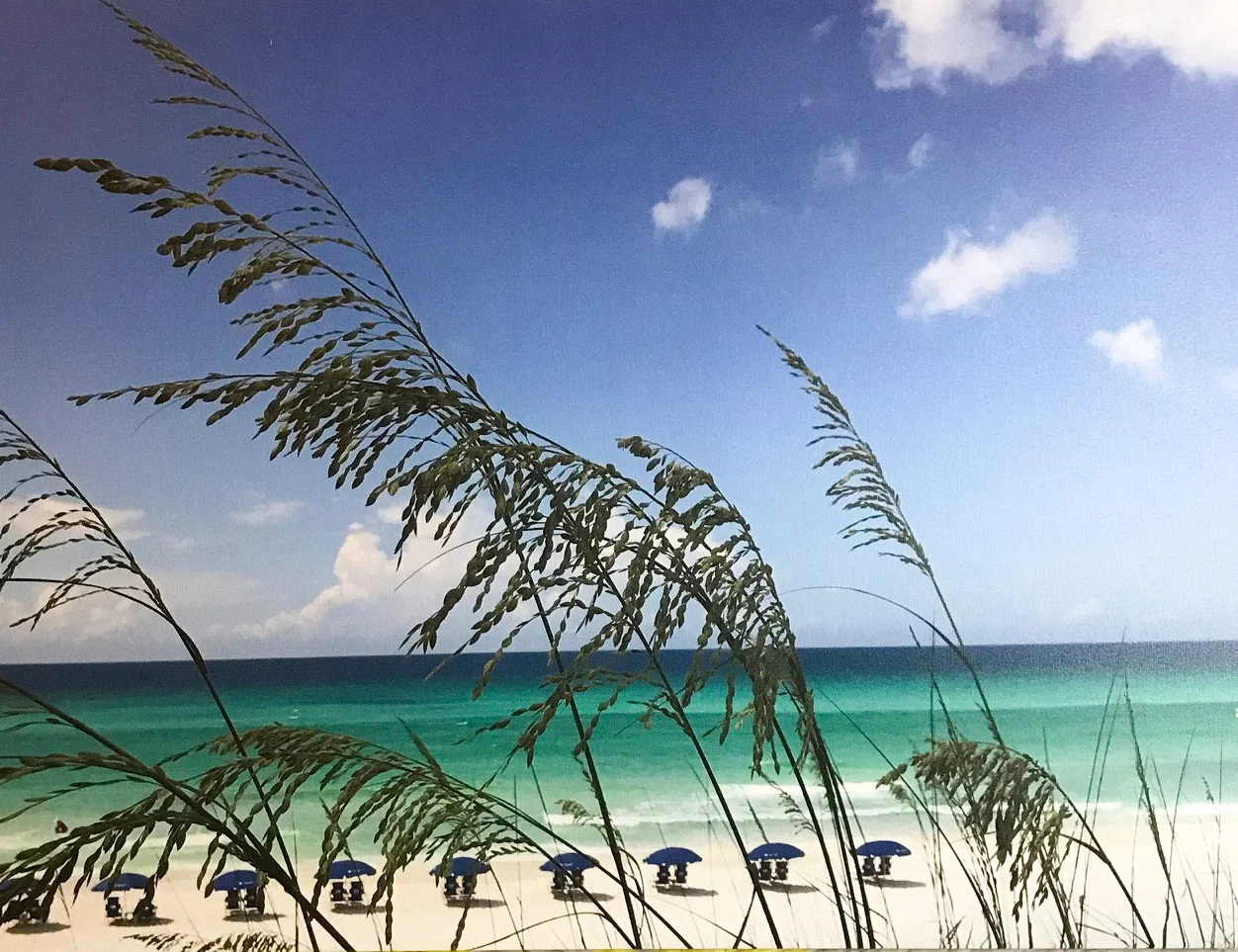 beach-chairs-grasses-IMG_0393-cc.jpg